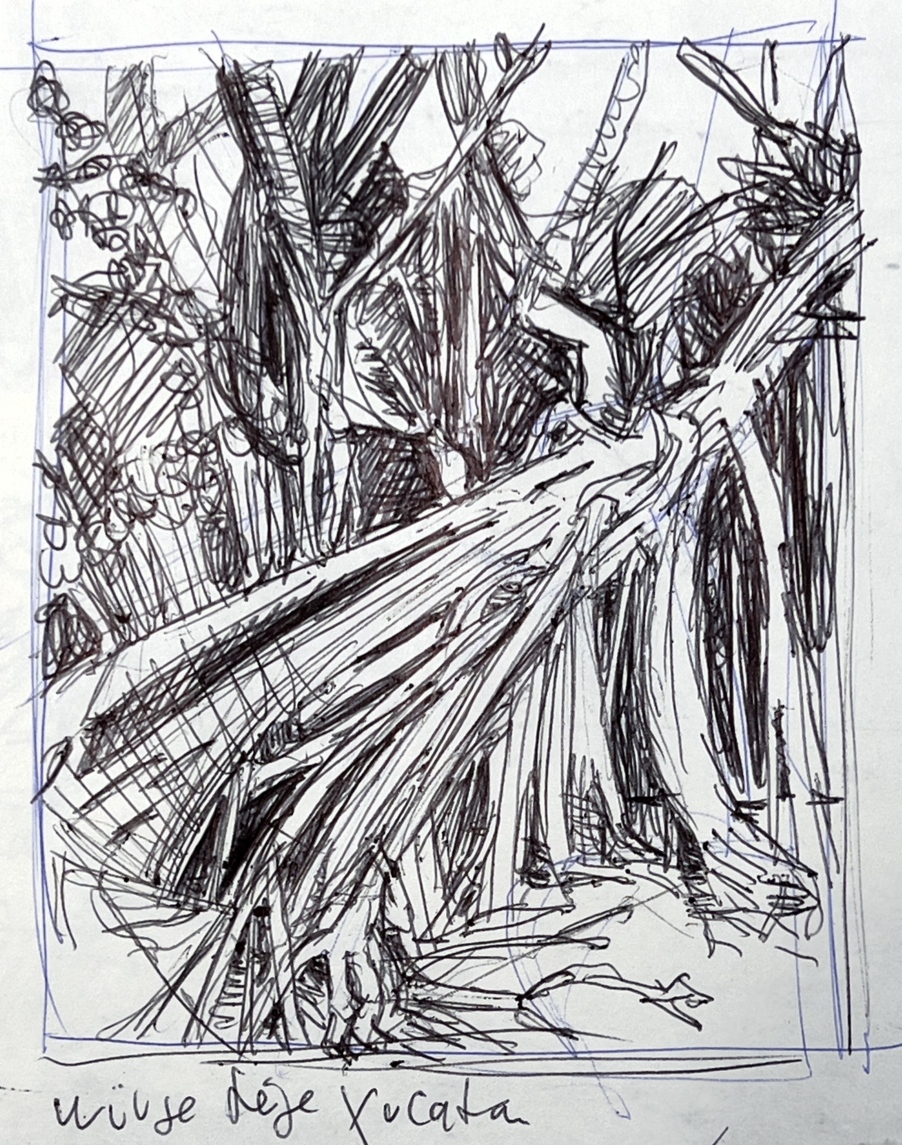 Mexiko - Würgefeige