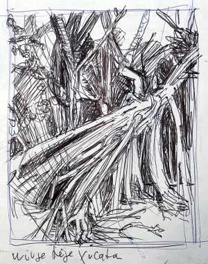 Mexiko - Würgefeige